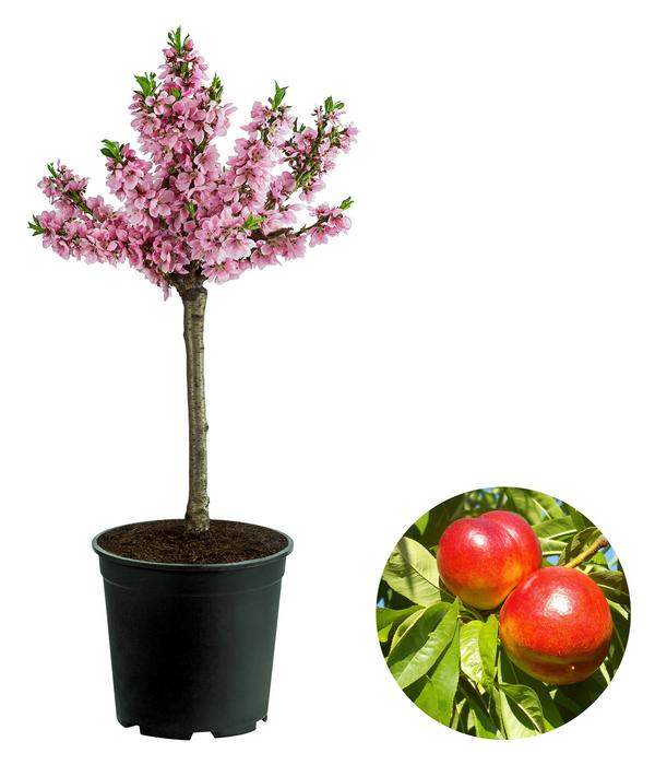 Zwergnektarine 'Rubis Necta Zee'