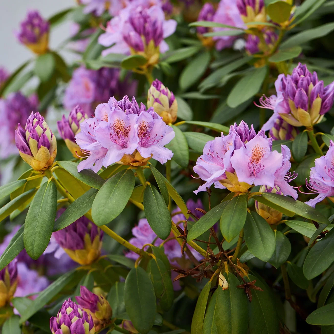 Rhododendron 'Catawbiense Grandiflorum' Rododendron 'Catawbiense Grandiflorum' Ø35 cm