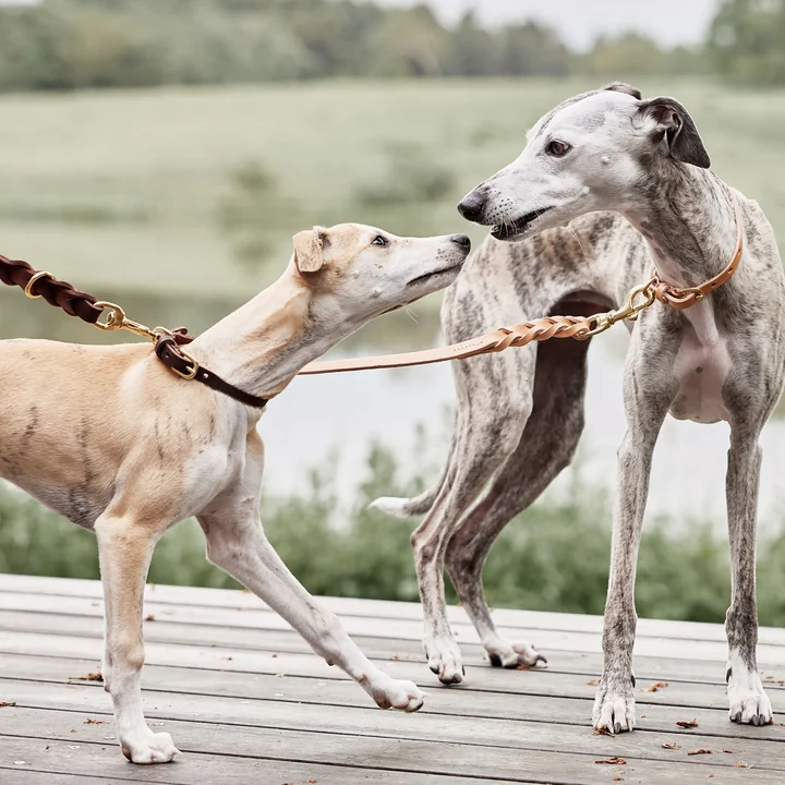 OYOY ZOO - Robin Hundehalsband, medium, choko