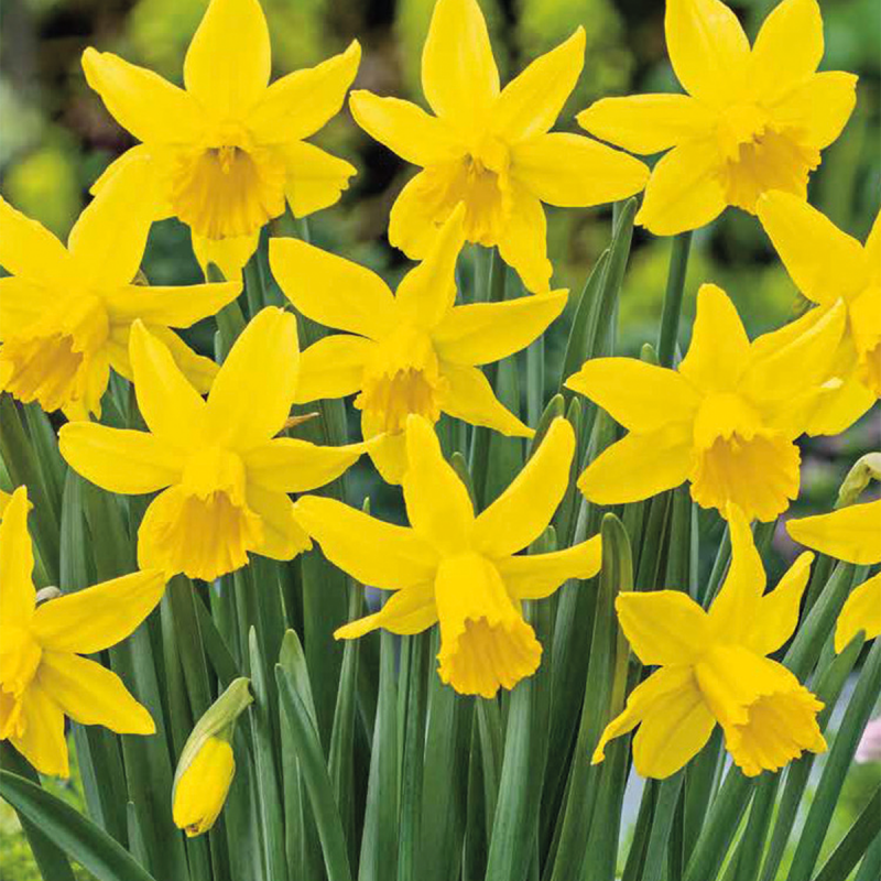 5 narcisses february gold