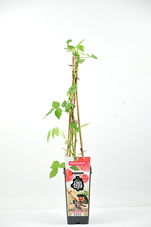 Arbuste framboisier variété en pot 2L