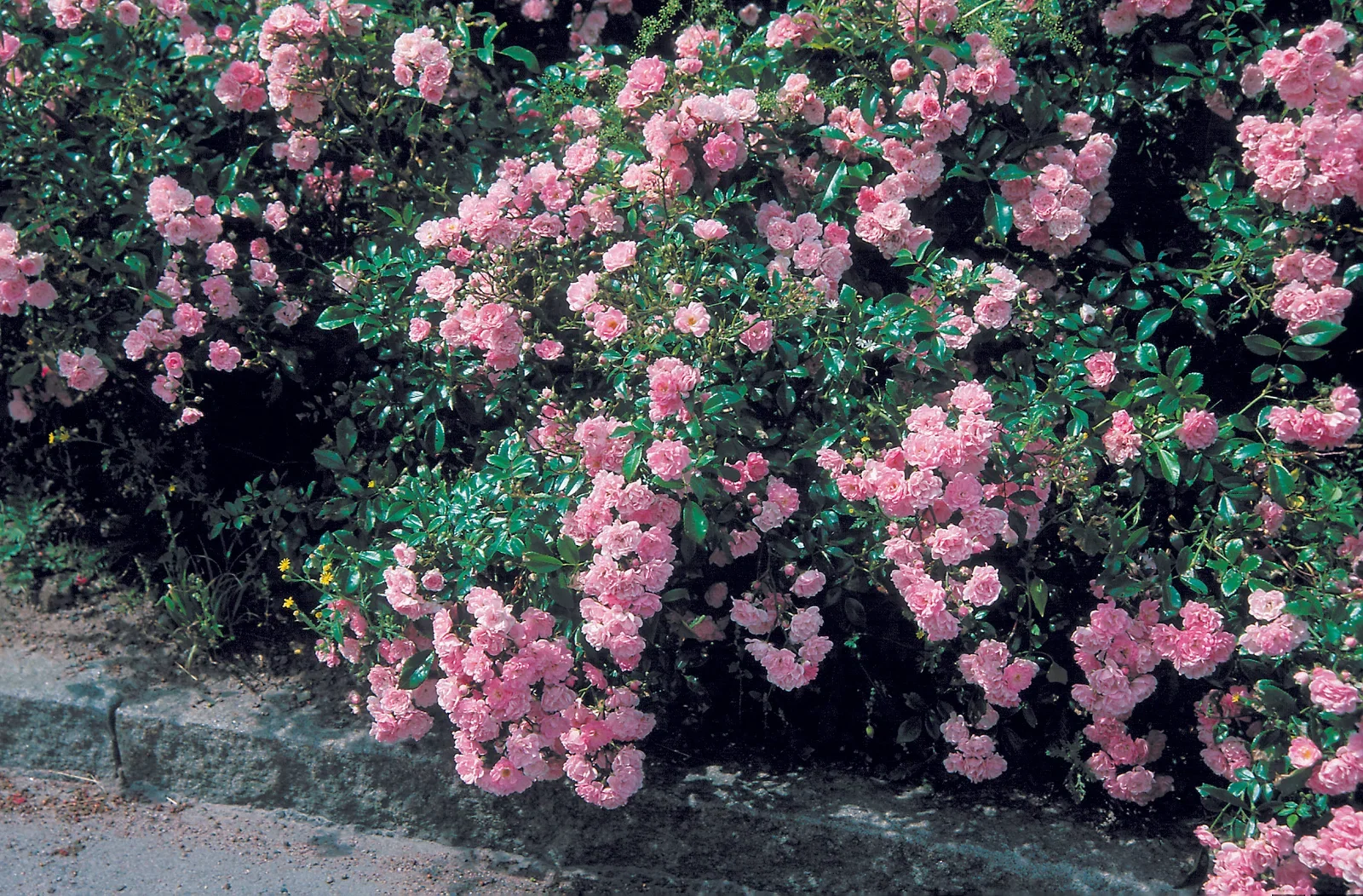 Rosa 'The Fairy' 3L Bunndekkerose 'The Fairy' Ø19 cm
