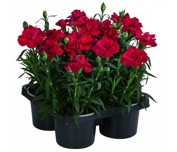Garten-Nelke, verschiedene Farben, 4er-Set