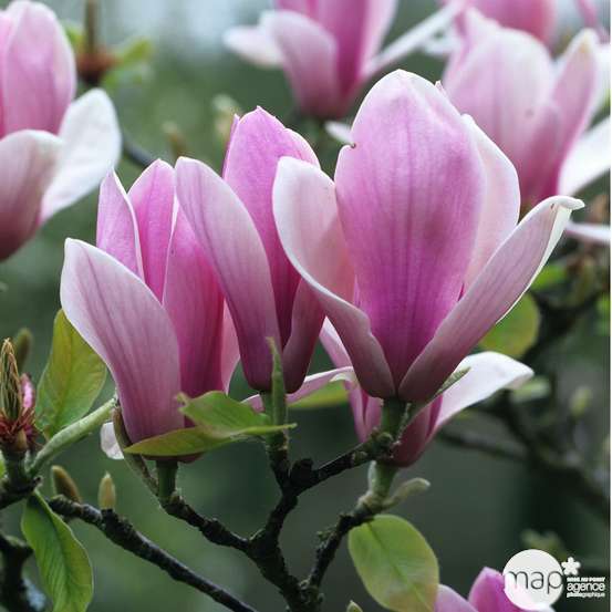 Magnolia soulangeana Rustica : conteneur rond carré de 5 L