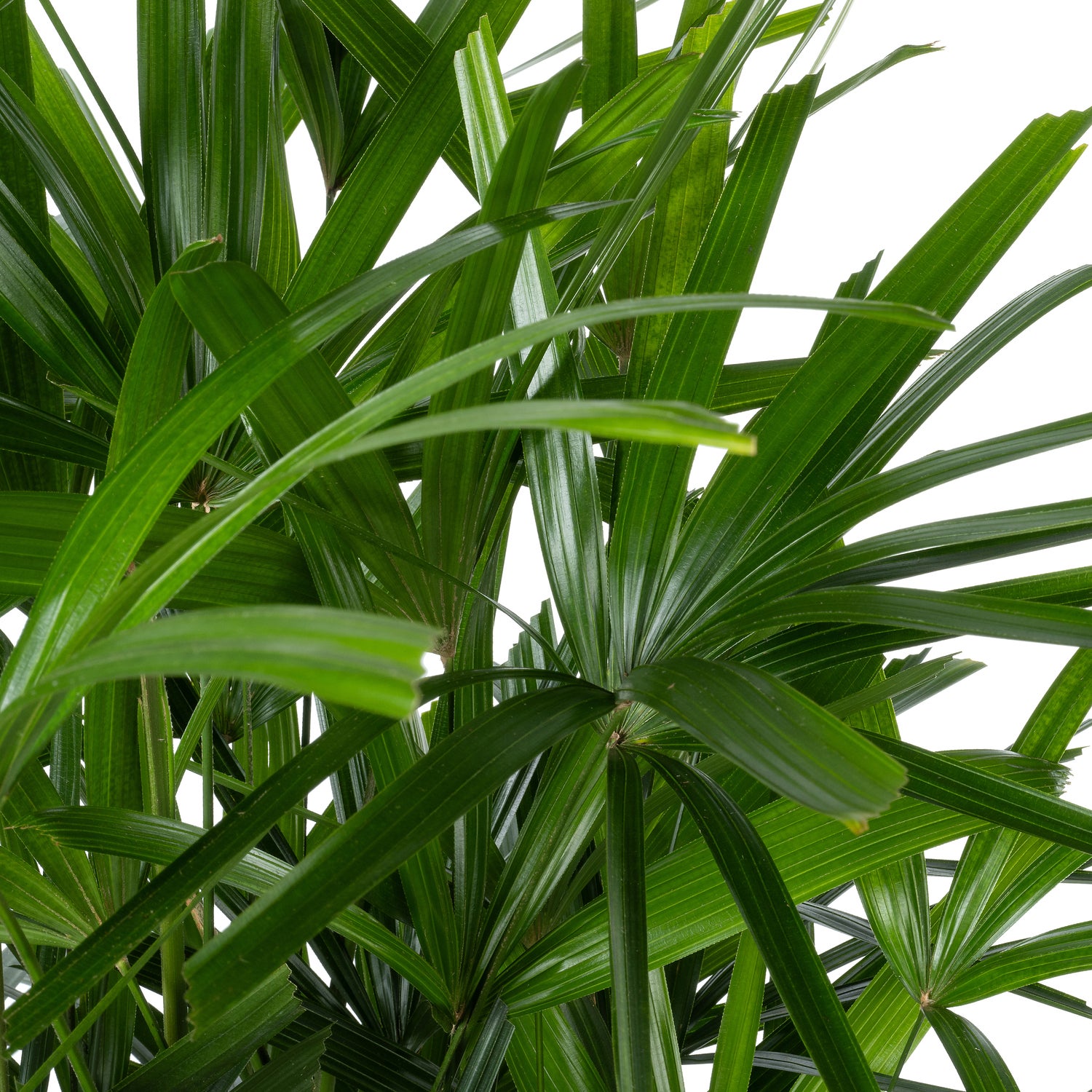 Bamboepalm (Rhapis excelsa) D 30 H 140 cm