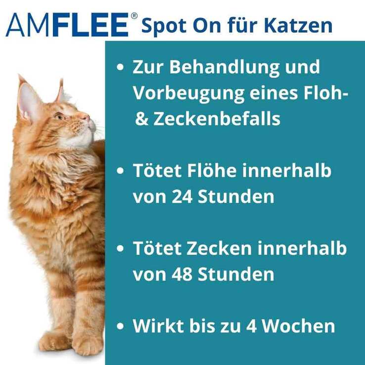 Amflee 50 mg Spot-On für Katzen, 3 St