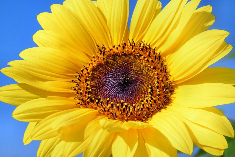 Sachet de graines de soleil géant uniflorus giganteus - sachet de 3 grammes - petite entreprise française - made in france