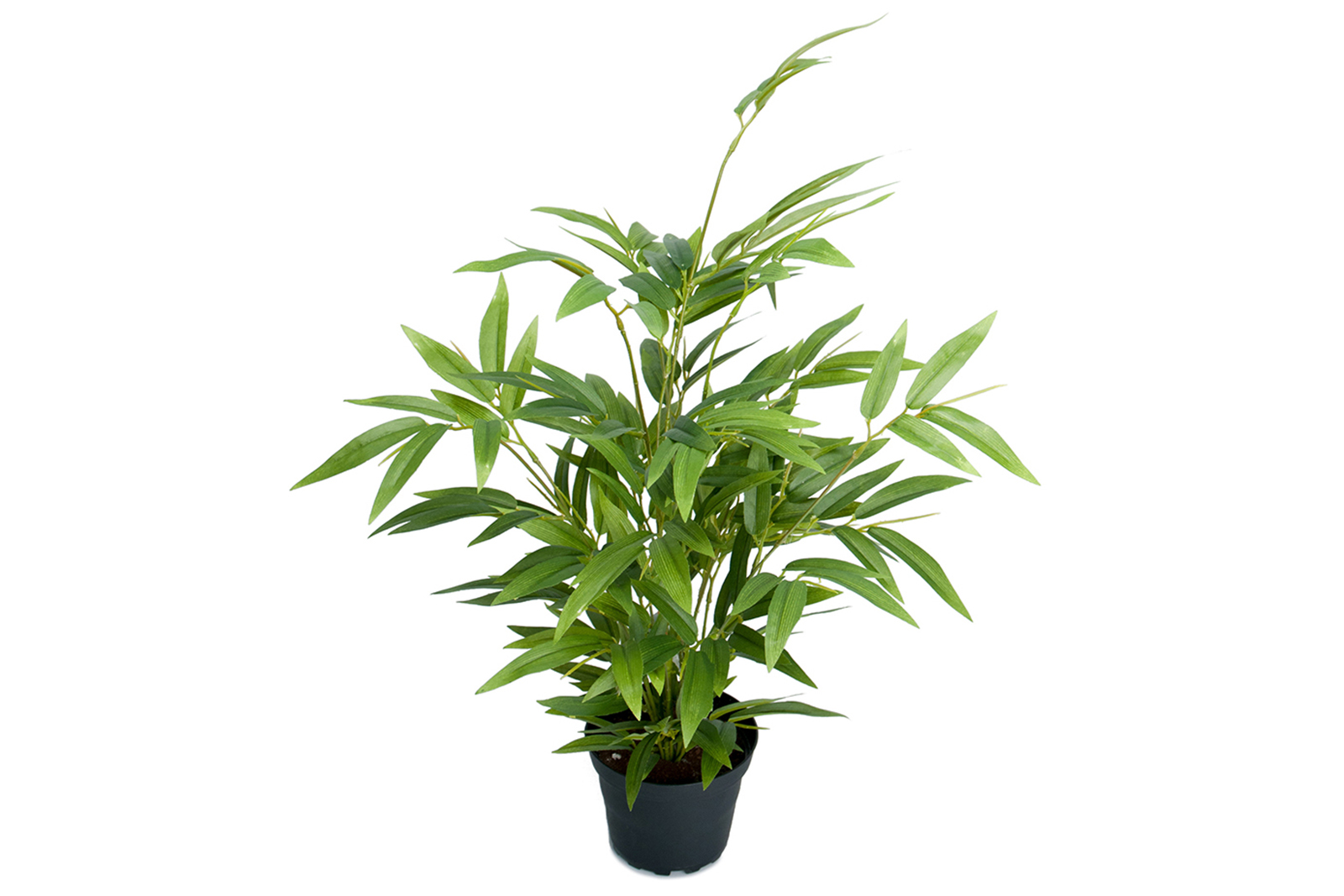 Bambus potteplante Grønn. H45 cm