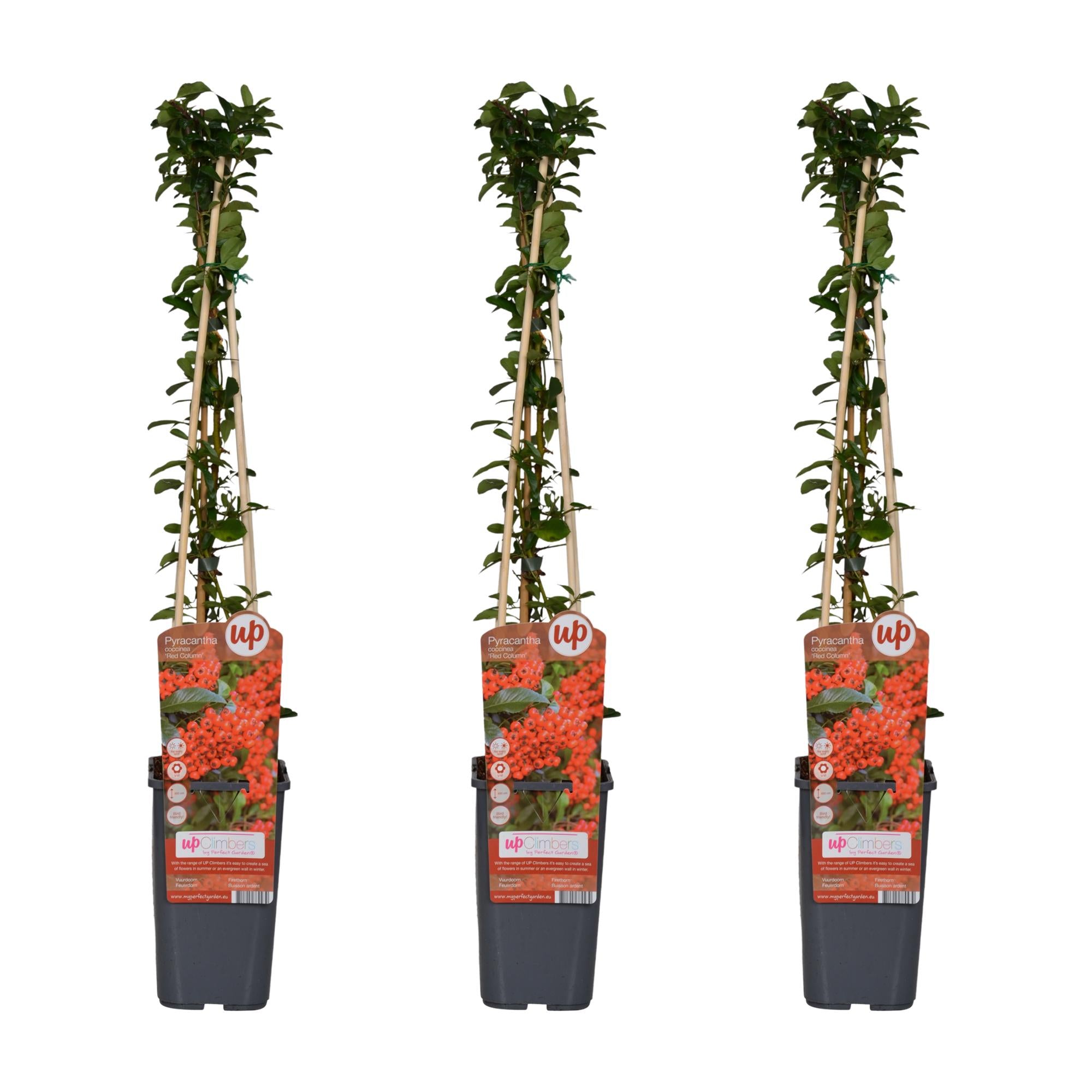 Pyracantha coccinea 'colonne rouge' - lot de 3