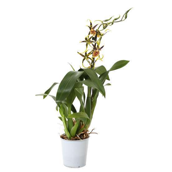 Orchidée Cambria 1 tige - pot D.11 cm