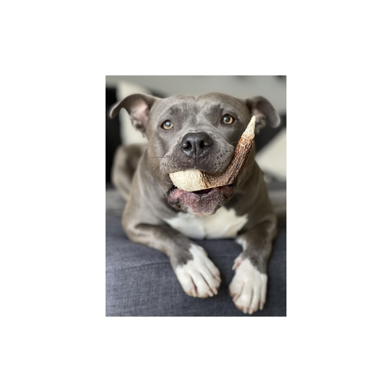 Bellfor Hundesnack - Hirsch-Geweihe XXL - 160g
