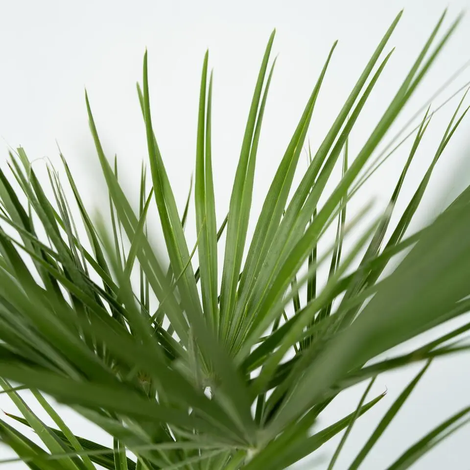 Dwergpalm - Set van 2 - Chamaerops humilis - Hoogte 50-60cm - ⌀15cm