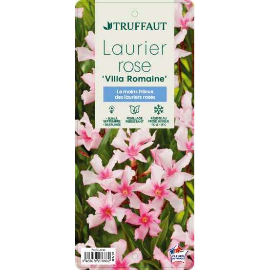 Nerium Oleander Villa Romaine' pot 5L