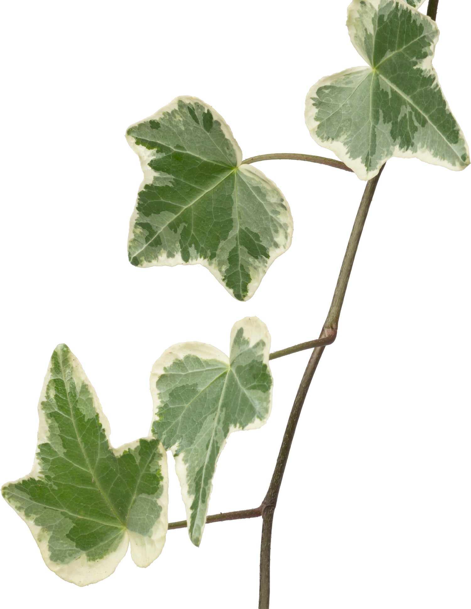 Biologische bonte Klimop (Hedera) D 11 H 15 cm
