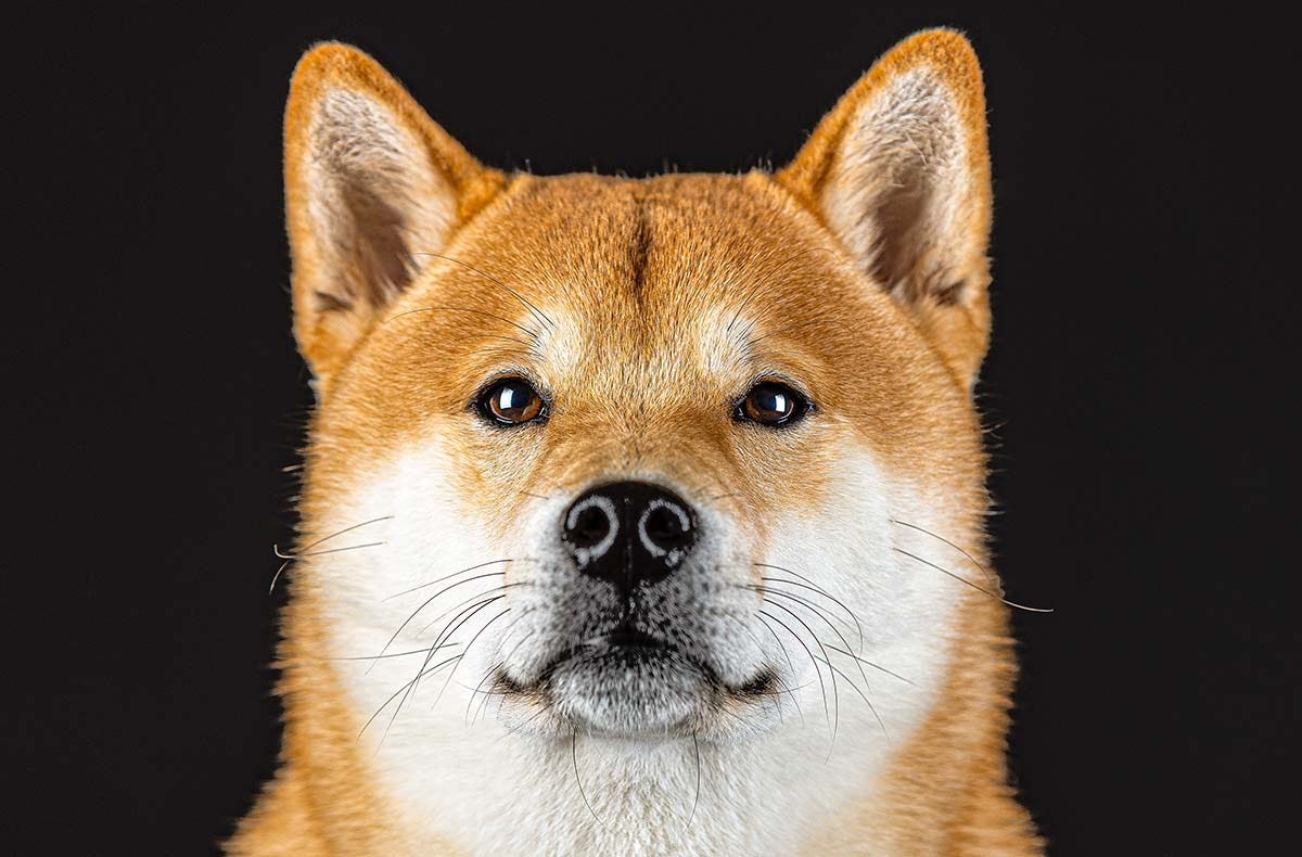 Hunde Fotoshooting Augsburg