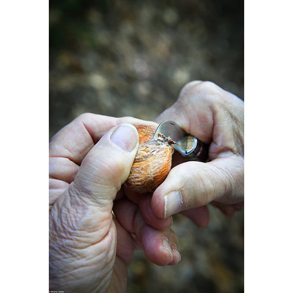 Couteau N°07 châtaigne, ail et dénoyauteur Opinel