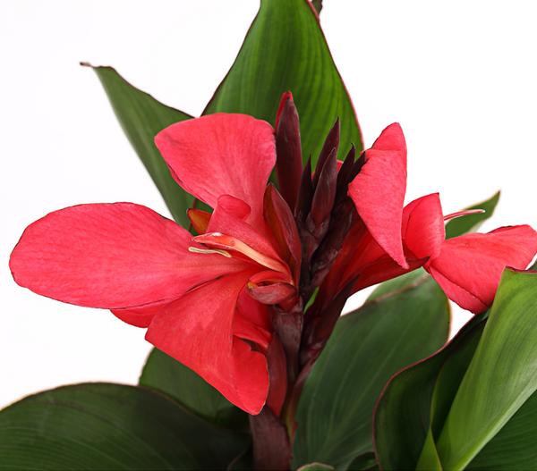 Indisches Blumenrohr, verschiedene Sorten