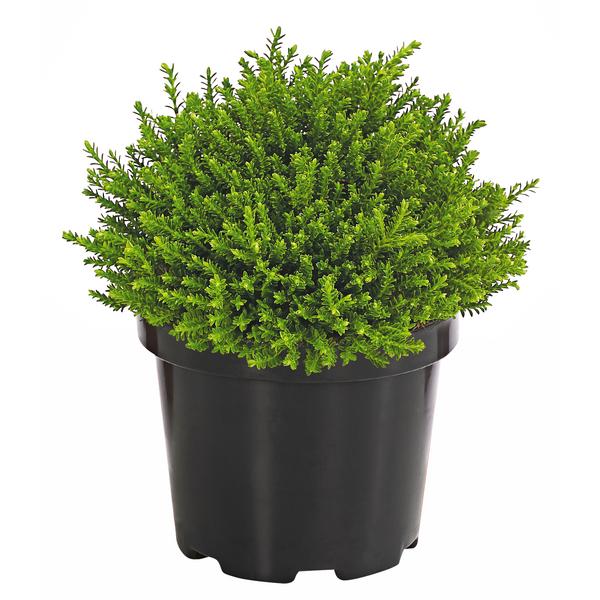 Strauchveronika 'Green Globe'