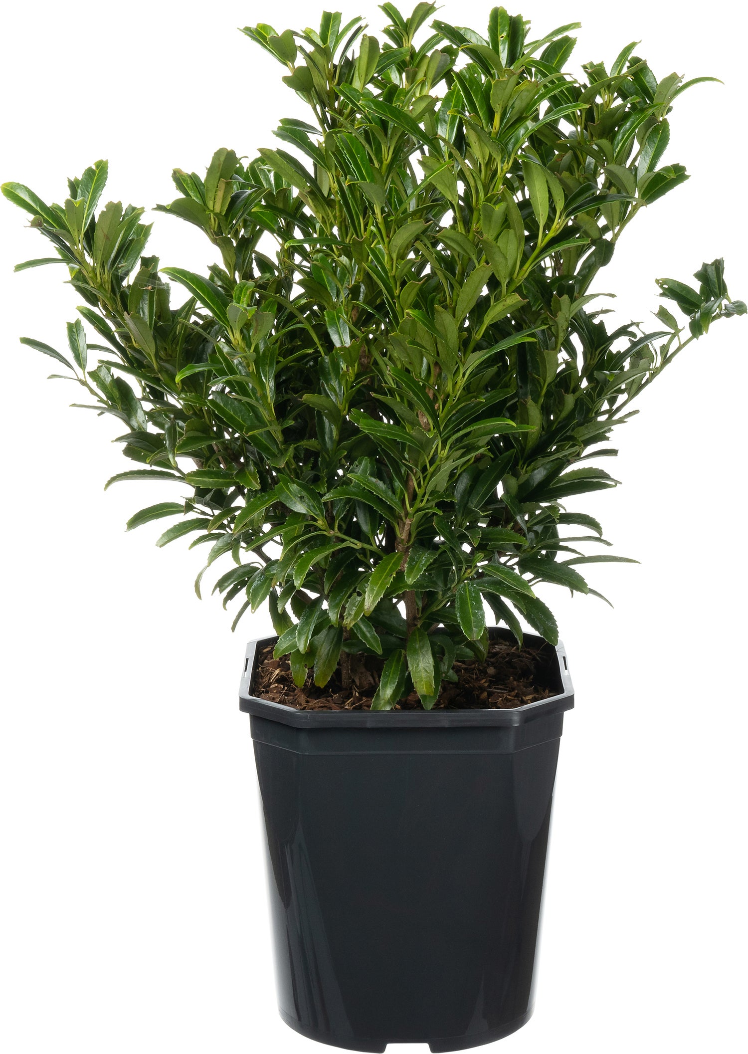 Laurierkers (Prunus laurocerasus 'Filigrow Sofia') D 21 H 50 cm
