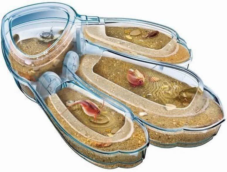 Clementoni - Triops - Aquarium - Inclusief Eieren en Voer - Geproduceerd in Italië