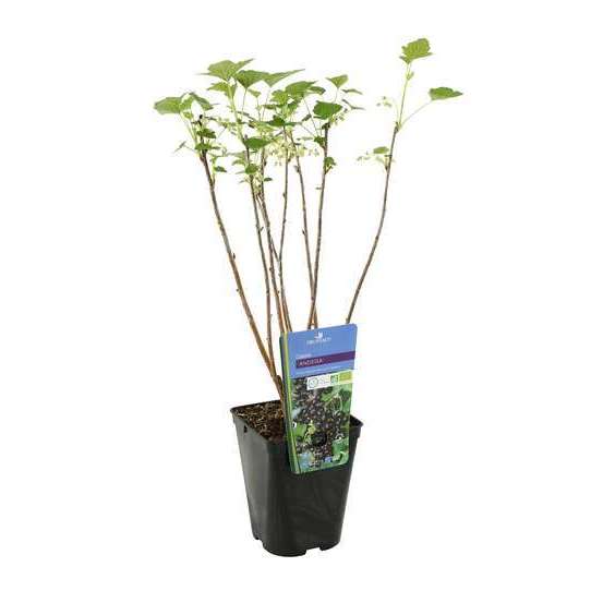Cassissier 'Andega' bio : pot de 3 litres
