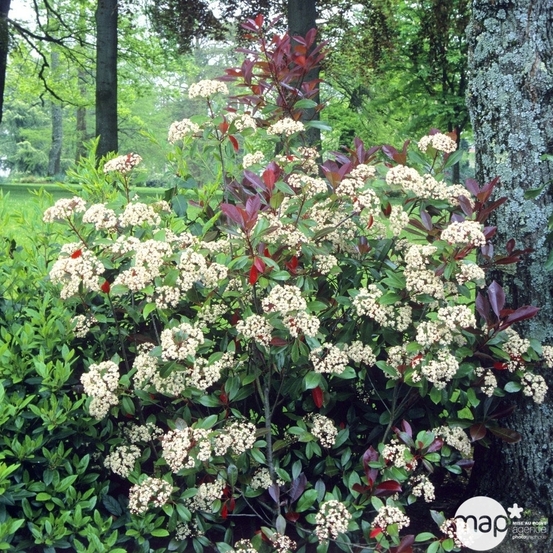 Photinia x fraseri ' Red Robin ' : ctr 2 litres