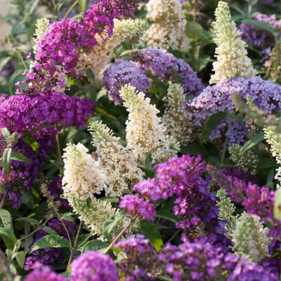 Vlinderstruik - Set van 3 - Buddleja davidii - Hoogte 25-40cm - ⌀9cm