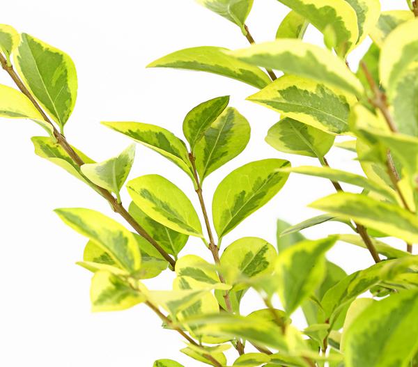 Gold-Liguster 'Aureum'