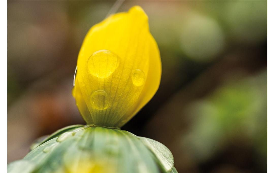 Festbrennweite Makro 60mm F/2.8 – Nikon F<br>Manuelles Makro-Objektiv