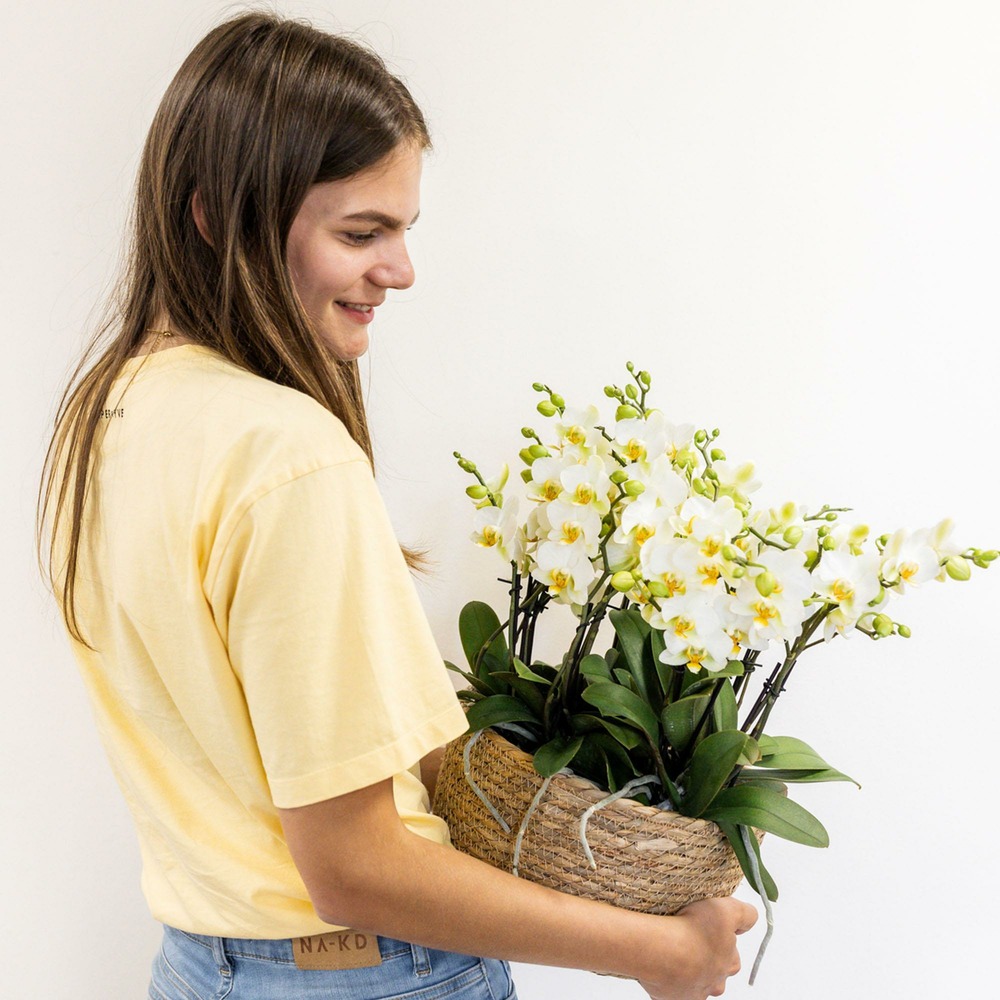 Plante d'intérieur - set de 3 orchidées blanches et 3 rhipsalis dans un panier en coton avec réservoir d'eau 35cm