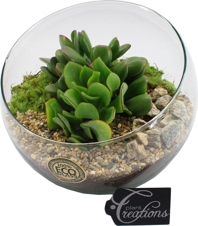 Intratuin Arrangement Gletsjer Kamerplanten in glas D 20 H 20 cm