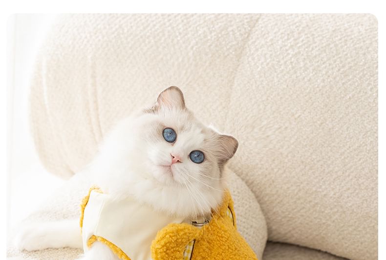 Cissilli - Bear Chenille Pet Top