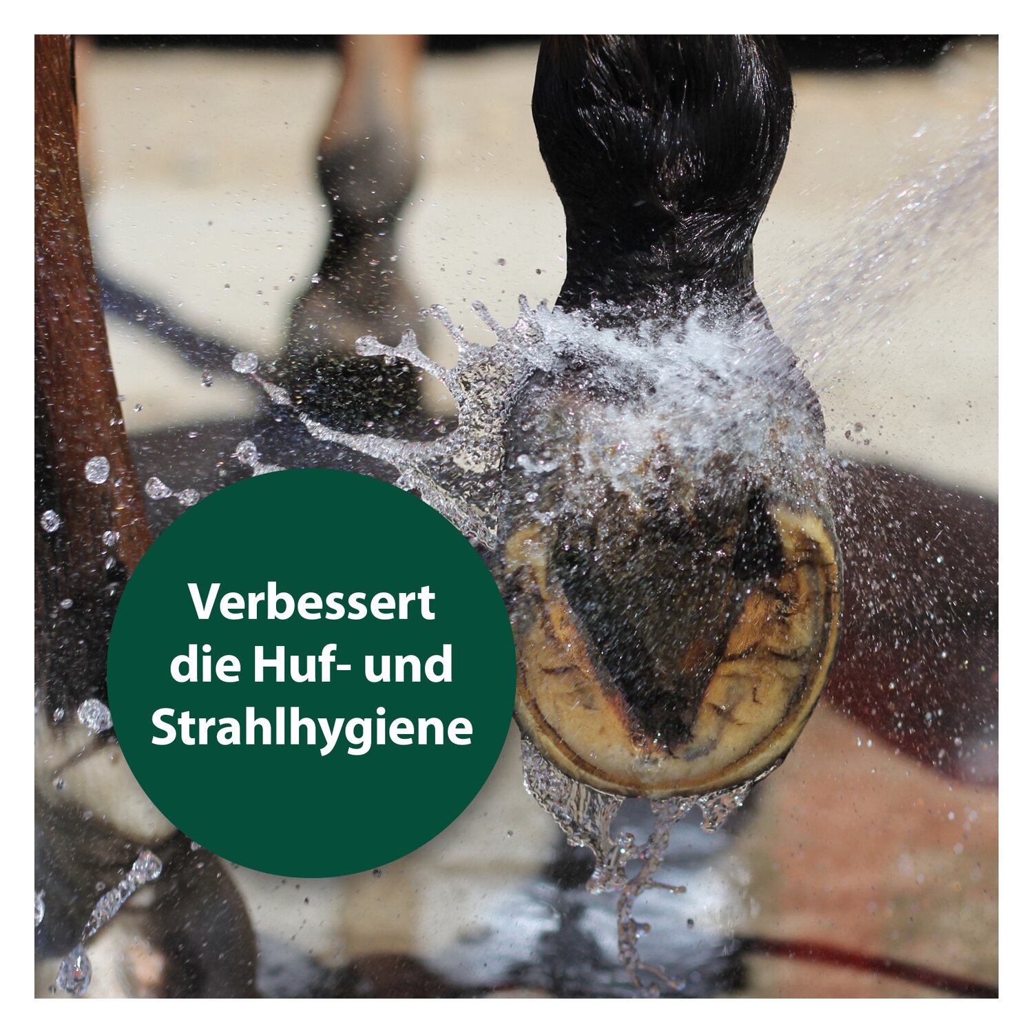 Equisept Schmutz- und Geruchsentferner  - 750 ml