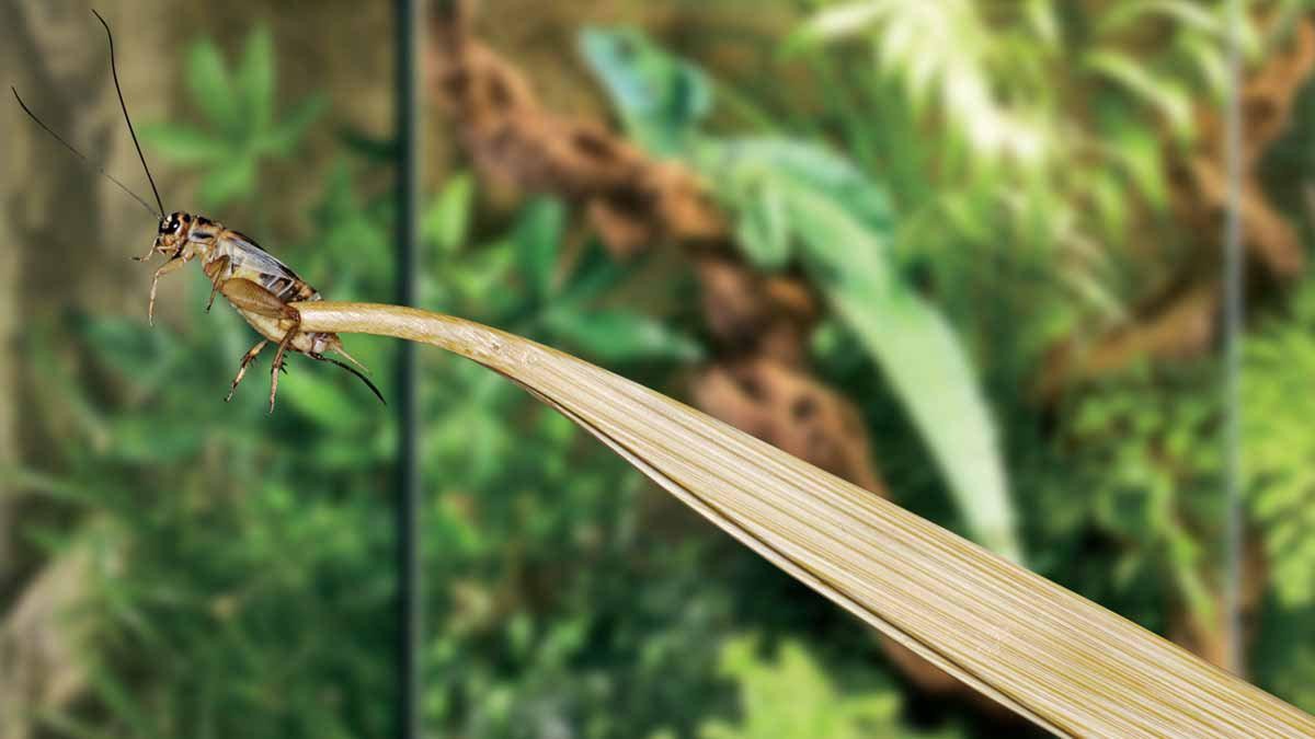 EXOTERRA - Pincet af bambus 27 cm