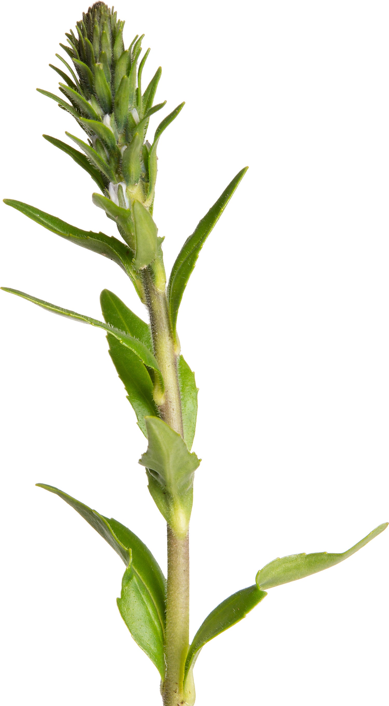 Ereprijs (Veronica gentianoides) D 11 H 20 cm