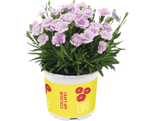 Anjer FloraSelf Dianthus caryophyllus Lucky Lips® Ø 10,5 cm pot willekeurige variëteitselectie