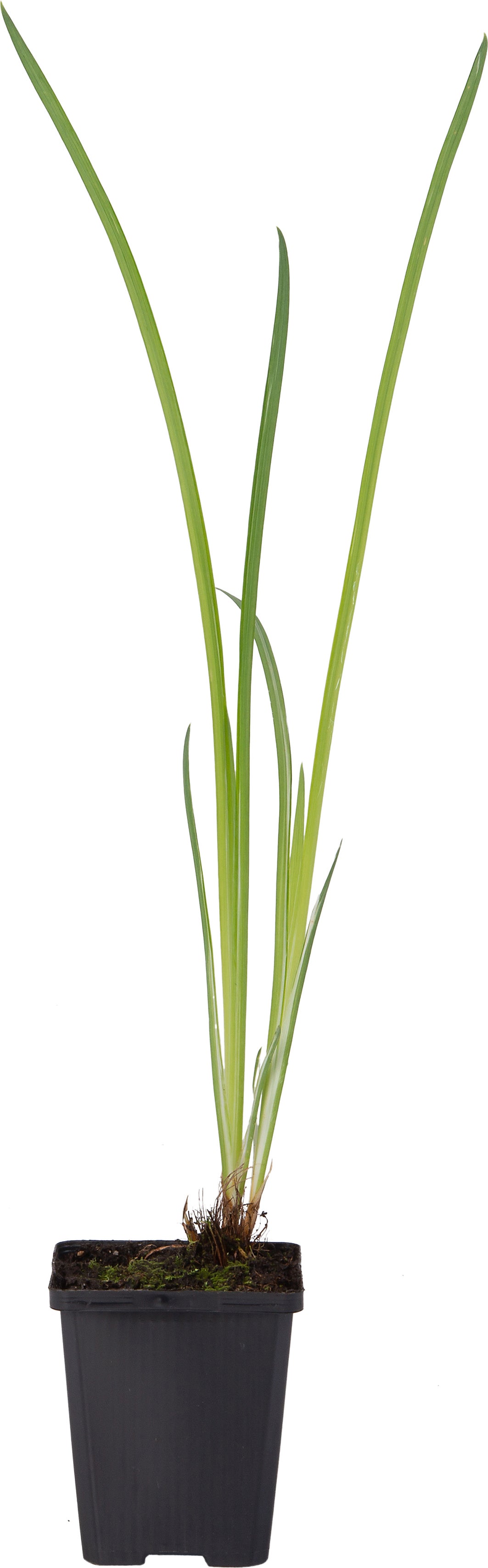 Water Iris (Iris kaempferi 'Variegata') D 9 H 20 cm
