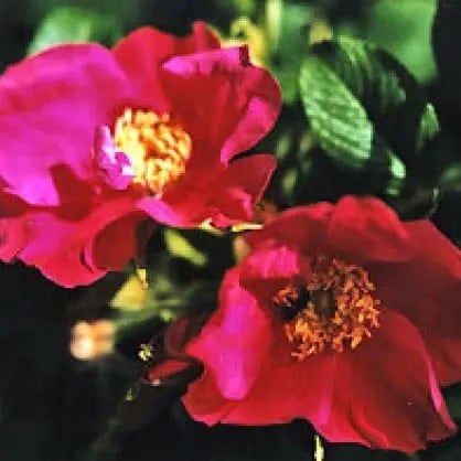 Rimpelroos (Rosa rugosa 'Rubra') H 30-50 cm vanaf 10 stuks
