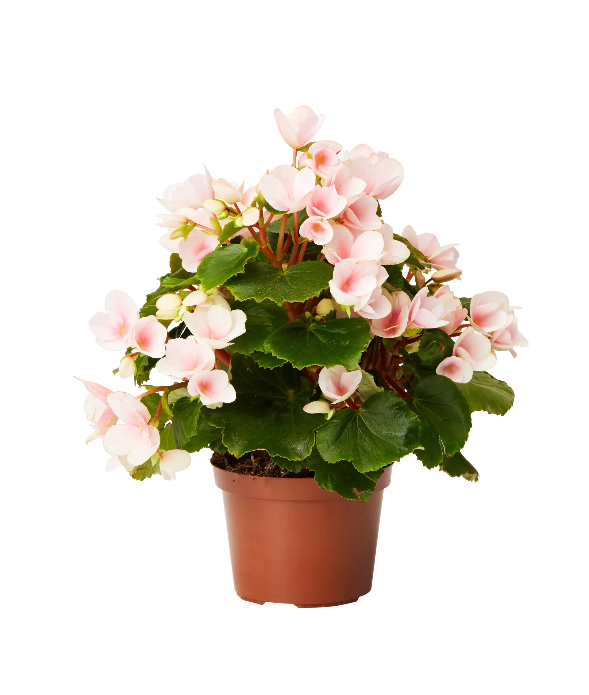 Begonia Bigflower Orange 12cm Begonia Høyde 25 cm