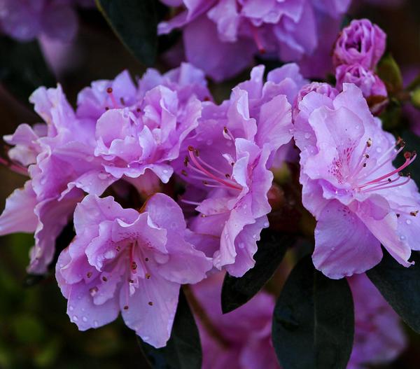 Zwerg-Rhododendron