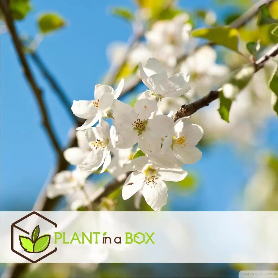 Appelboom-mix - Set van 3 - Malus - Hoogte 60-70cm - ⌀9cm