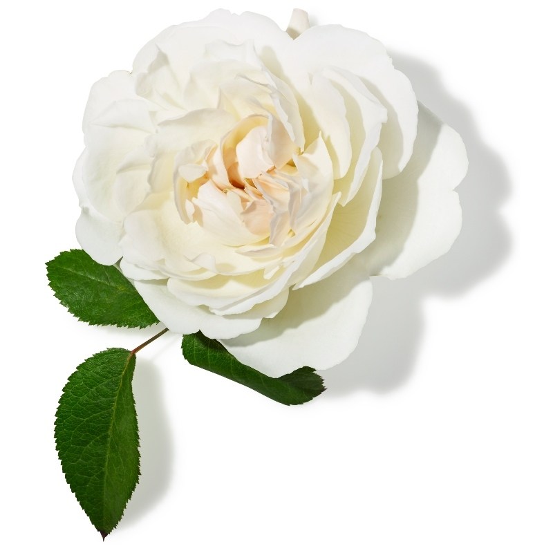 John Masters Hydrating Face Cream with Rose & Apricot 30 ml