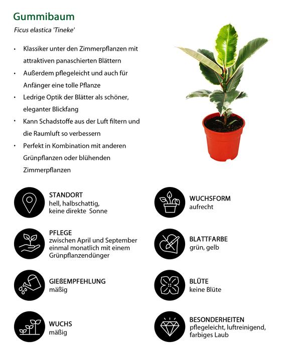 Gummibaum-Set - Ficus elastica, 2-teilig