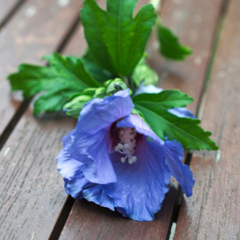 Hibiscus syriacus marina/hibiscus syriacus marina[-]pot de 4l - 40/60 cm