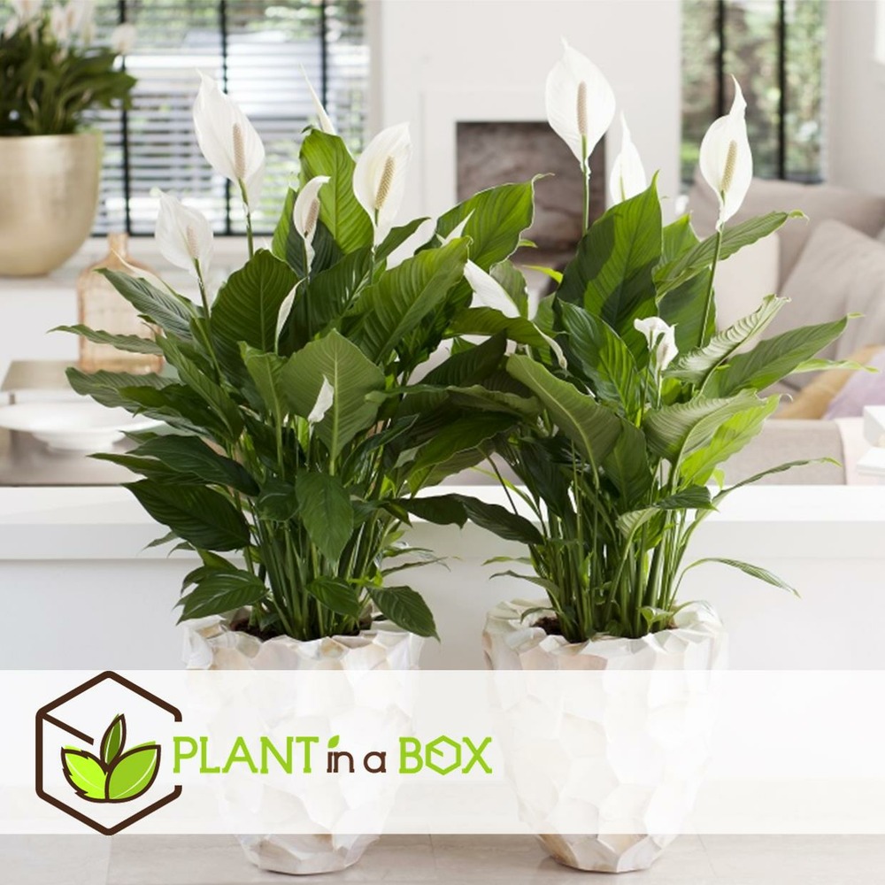 Plantes d'intérieur purificatrices d'air - mix de 5 - pot 12cm - hauteur 25-40cm