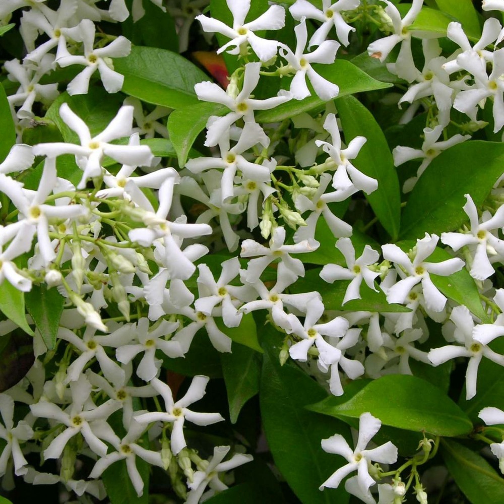 Jasmin étoilé jasminoïdes/trachelospermum jasminoïdes[-]pot de 6l - tipi bambou 90/150 cm