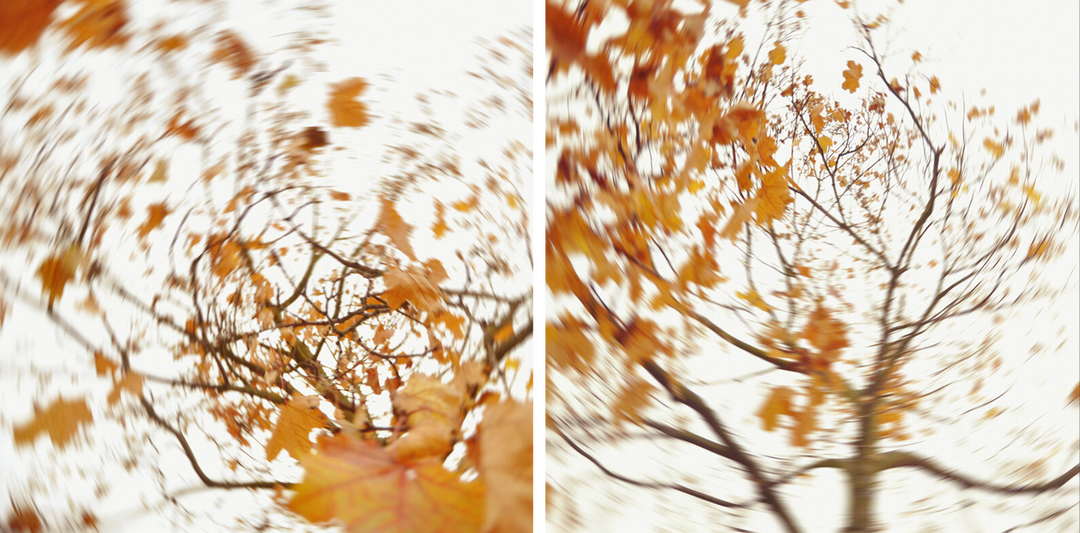 pieces of autumn IX by Carolin Wolf - Limited Edition. Edition of: 100. Signed.