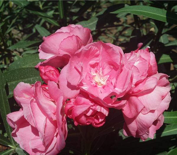 Oleander, gefüllt