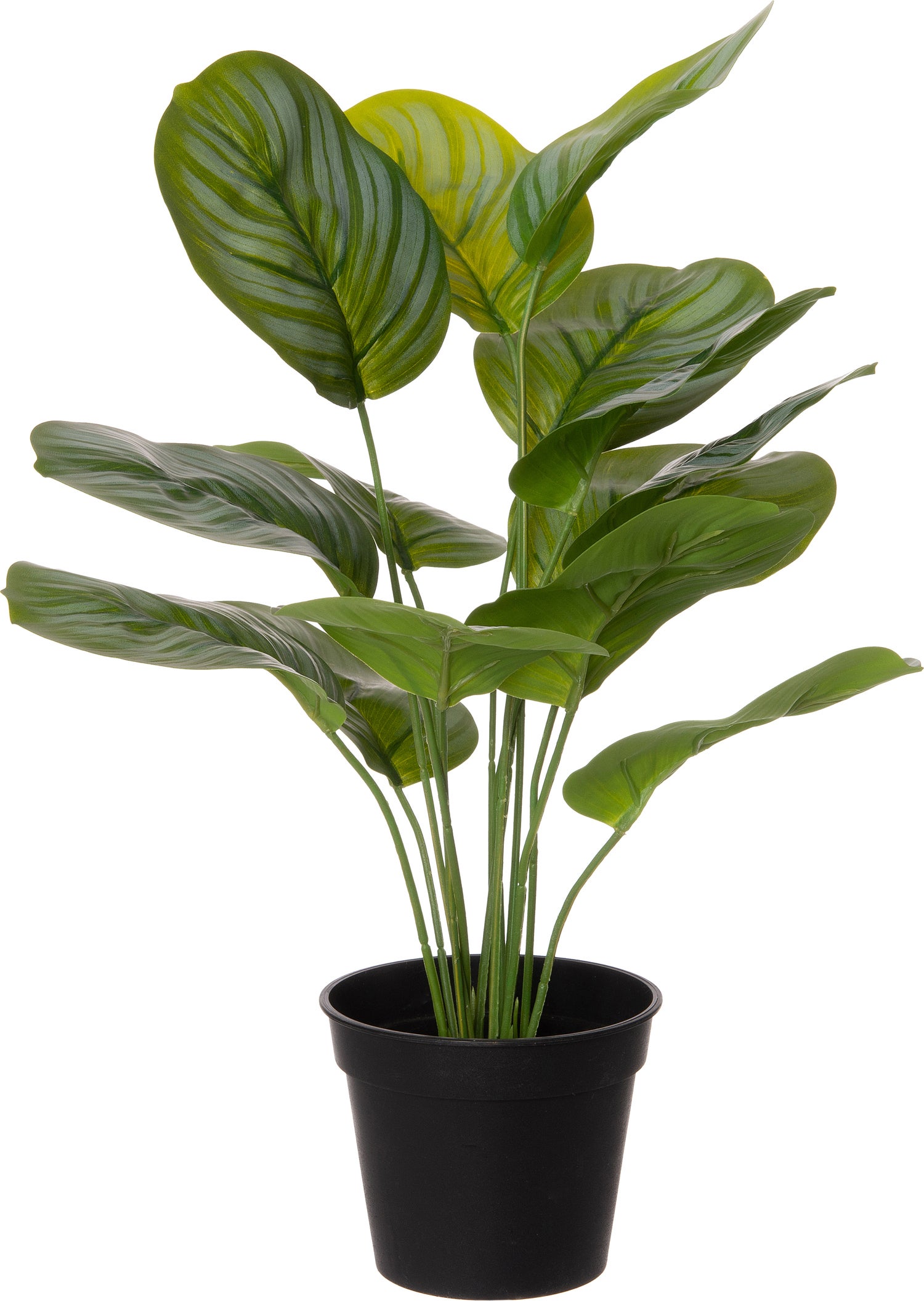 Intratuin kunstplant Calathea 39 x 35 x 39 cm