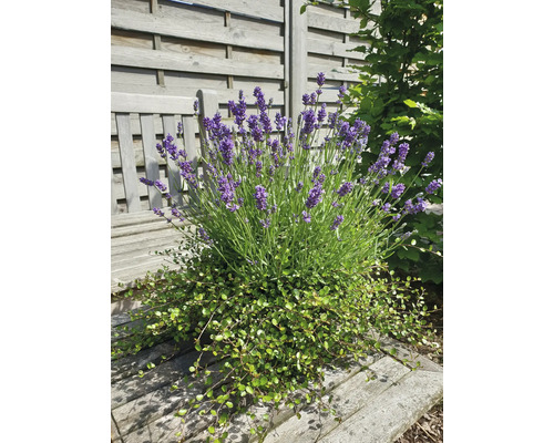 Lavendel met Mühlenbeckia Ø 16 cm terracotta pot 35 Jaar FloraSelf Jubileumeditie